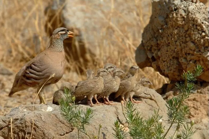 معرفی پارک ملی بمو